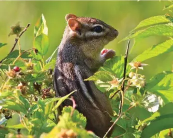  ?? MARGARET BREAM/TORONTO STAR ?? With the evening sun on his back, a chipmunk pauses while devouring berries in the Madawaska Valley in July.