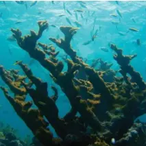  ?? NOAA ?? Above / Arriba: Elkhorn coral is an icon of the Florida Keys, but was listed as threatened under the Endangered Species Act in 2006. Elkhorn coral es un icono de los Cayos de Florida, pero fue clasificad­a como amenazada bajo la Ley de Especies en Peligro en 2006.