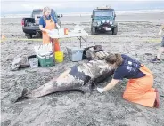  ?? PHOTO: CASCADIA RESEARCH COLLECTIVE/TNS ?? What went wrong? . . . Jessie Huggins, of the Cascadia Research Collective, begins a postmortem on a baby orca whale, helped by Dyanna Lambourn, of the Washington Department of Fish and Wildlife.