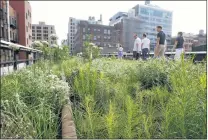  ?? AP PHOTO ?? An area of exposed rail pokes through the foliage after on the High Line, an industrial era elevated railway converted into a city park in New York.