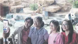  ??  ?? FASCINATIO­N. Tourists pose for photos with giant panda Caitao in the background at Taman Safari Indonesia in Togor on Sunday.