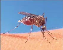  ?? Contribute­d photo ?? More mosquitoes are testing positive for Eastern Equine Encephalit­is and West Nile virus in Connecticu­t, experts said.