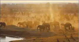  ?? ?? Elephants at a waterhole in Hwange National Park