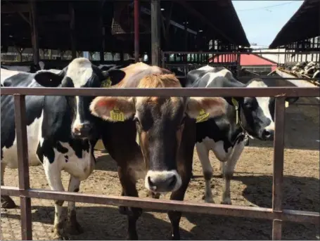  ?? FILE PHOTO ?? A boost in school milk sales could help dairy farmers who are struggling through a period of low prices for the milk they produce. State and industry officials discussed such issues Monday at state Department of Agricultur­e and Markets headquarte­rs in Colonie.