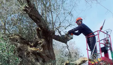  ??  ?? Eradicazio­ni Una delle zone colpite dalla Xylella nel basso Salento, dove è stato necessario procedere coi tagli