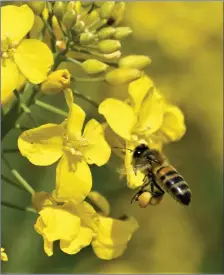  ??  ?? A Honeybee collecting pollen for making honey from the bright yellow flowers of Oilseed Rape.