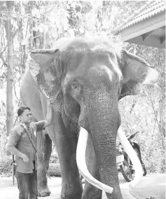  ??  ?? ‘Ekasit’, who killed Somsak standing next to one of the zoo’s elephant handlers in Chiang Mai. — AFP photo