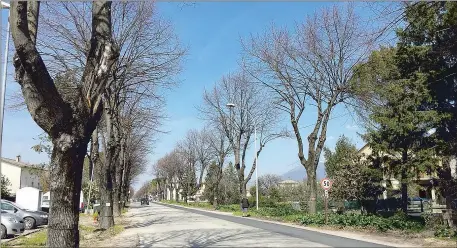  ??  ?? Alberi pericolosi lungo la Tuderte Dopo le segnalazio­ni di residenti e ciclisti la Provincia corre ai ripari: via agli interventi tra Pontebari e La Bruna