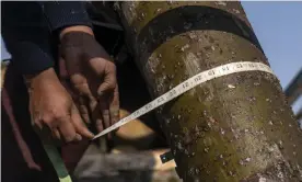  ?? Bloomberg/Getty ?? Moisture levels in local poplar trees make the wood perfect for making pencils. Photograph: