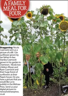  ??  ?? Staggering Nicola Czarnocki sent us a picture of a 8ft 12in sunflower grown by her father-in-law Stanley Czarnocki grown in his garden in Overtown. Nicola two children Rhyan and Ryan Czarnocki and their huge forest of sunflowers at their Papa’s house....
