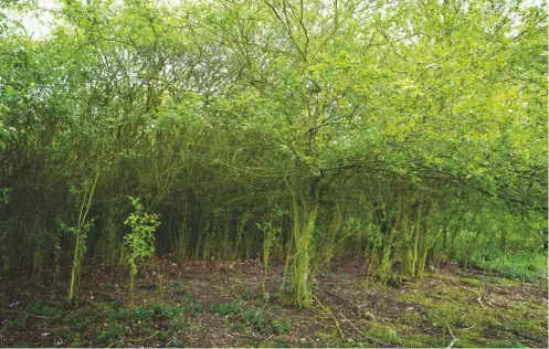  ??  ?? The muntjac’s appetite for saplings could spell disaster for forestry initiative­s