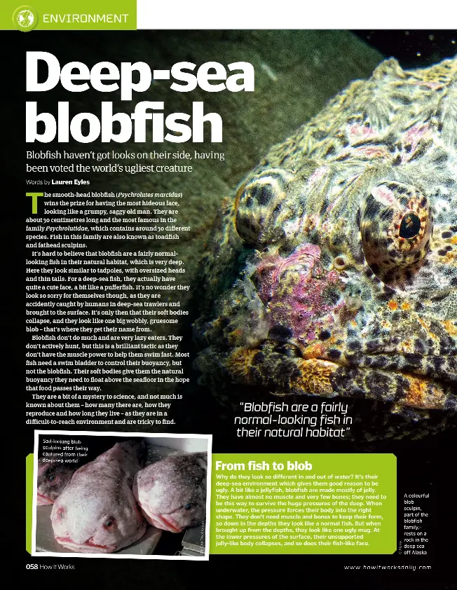  ??  ?? A colourful blob sculpin, part of the blobfish family, rests on a rock in the deep sea off Alaska