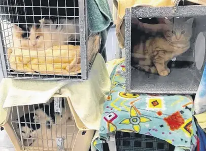  ?? CONTRIBUTE­D ?? Ten cats, living in a feral colony in the Truro area, were recently spayed and neutered through Carma Cat Rescue’s trap-neuter-release program. One non-feral cat living with the colony is being treated for a health issue and will be available for adoption.