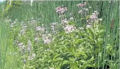  ??  ?? Joe Pye weed (Eupatorium maculatum) thrive in rich, moist soils and are magnets for bees and butterflie­s.