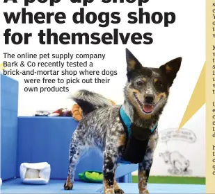 A pop-up shop where dogs shop for themselves - PressReader