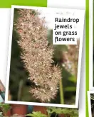  ??  ?? Raindrop jewels on grass flowers