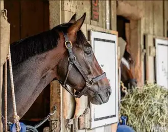  ?? Photos by Skip Dickstein / Special to the Times Union ?? Life is Good checks out the barn area in Todd Pletcher’s training stable Sunday. The horse won his first three starts before an injury, but is now headed back to the races.