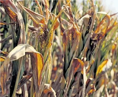  ??  ?? Heuer kam es überall in Europa zu extremer Dürre, auch beim Mais. Die heurigen Ernteschäd­en
in Österreich liegen laut Hagelversi­cherung bei 150 Millionen Euro.