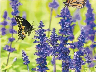  ?? CONTRIBUTE­D PHOTO ?? Salvia Farinacea ‘Victoria’ (Mealycup Sage).