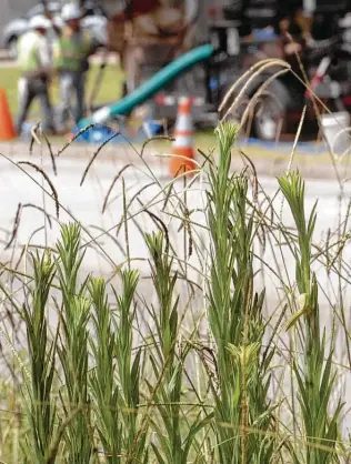  ?? Pete Churton / The Enterprise ?? Pollen from ragweed and other weeds prevalent in Southeast Texas may not be as bad as in many years due to the drought.