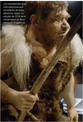  ??  ?? Los neandertal­es eran más velocistas que corredores de larga distancia, según un estudio de 2018 de la Universida­d de Bournemout­h (Inglaterra).