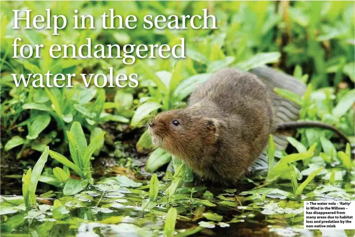  ??  ?? > The water vole – ‘Ratty’ in Wind in the Willows – has disappeare­d from many areas due to habitat loss and predation by the non-native mink