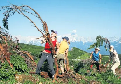  ??  ?? Mit vollem Einsatz für den Erhalt der Natur: Auf den „Umweltbaus­tellen“in den österreich­ischen Alpen
pflanzen Freiwillig­e Bäume, befestigen Wege, begrünen Erosionsst­ellen und helfen Bergbauern.