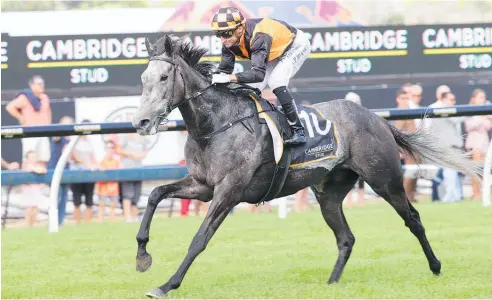  ?? Photo / Trish Dunell ?? Danzdanzda­nce had a standout season last term including winning the Zabeel Classic at Ellerslie.