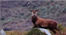  ??  ?? 45 red deer were culled in Killarney National park last year.
