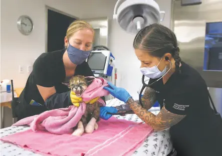  ?? Photos by Paul Chinn / The Chronicle ?? Dr. Alex Herman ( right) and veterinary technician Linden West examine Captain at the Oakland Zoo hospital on Thursday.