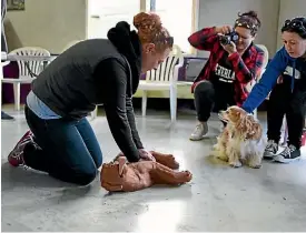  ?? MATTHEW CATTIN/STUFF ?? Cheech the dog watches as attendees practice CPR on the dummy.