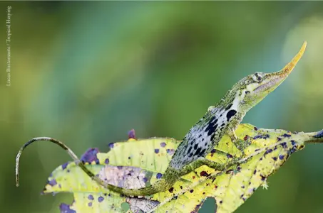  ??  ?? Izquierda. Cocción del jugo de caña orgánica de Ingapi para fabricar panela. Abajo. Lagartija pinocho ( Anolis proboscis), que se creía extinta hasta hace pocos años.