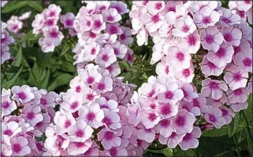  ??  ?? Pretty in pink: Dazzling two-tone Bright Eyes is an easy-to-grow, pest-free phlox