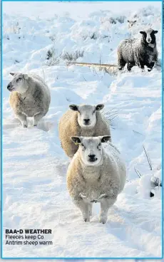  ??  ?? BAA-D WEATHER Fleeces keep Co Antrim sheep warm