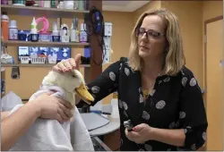  ?? BARRY REEGER — THE ASSOCIATED PRESS ?? Dr. Alexandra Kintz Konegger examines a rescued Pekin duck with an infected eye at her veterinary clinic in Greensburg, Pa.