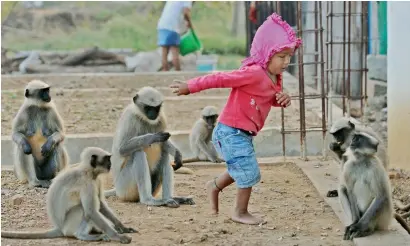  ?? AFP ?? Samarth Bangari plays with langur monkeys at his home in Allapur in southwest Karnataka state. —