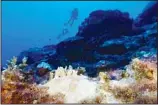  ?? (AP) ?? Bleached coral is visible at the Flower Garden Banks National Marine Sanctuary, off the coast of Galveston, Texas, in the Gulf of Mexico, Sept. 16, 2023.