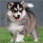  ??  ?? CONCERN: Pomsky pups still being sold