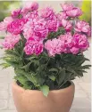 ?? S T U D I O B E S BV T H E N E T H E R L A N D S ?? The peony Rome
These hardy garden peonies grow to only 12- inches ( 30- cm) high and perform impressive­ly in containers, holding up flowers on strong, sturdy stems. There are eight in total, all named after cities — Moscow, Rome, London, Madrid,...
