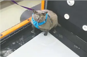  ?? NORTHSHORE VETERINARY HOSPITAL ?? Weighing in at 22 pounds, Cinder-block the cat has become an internet sensation because of her ample girth and her plaintive reaction to having to exercise as part of a health regimen.