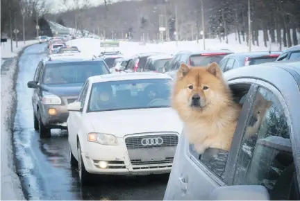  ?? PIERRE OBENDRAUF ?? Maybe he could walk faster? A dog sticks his head out while cars are lined up along Remembranc­e Road on Mount Royal recently. The city of Montreal has announced a plan to block through traffic on Mount Royal later this year.