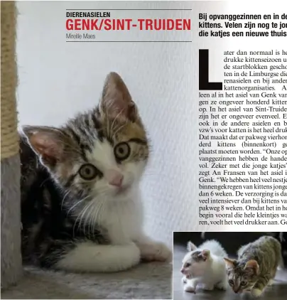  ?? FOTO'S TOM PALMAERS ?? Alleen al in het dierenasie­l van Genk vangen ze momenteel ongeveer honderd kittens op.