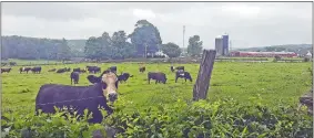  ?? KIMBERLY DRELICH/THE DAY ?? Beef cattle at Tiffany Farms in Lyme on Friday.