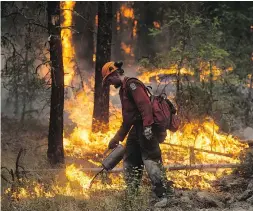  ??  ?? A B.C. Wildfire Service firefighte­r uses a torch to ignite dry brush while conducting a controlled burn to help prevent the Finlay Creek wildfire from spreading near Peachland, B.C., earlier this month.