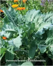  ??  ?? Perennial brassica with calendula.