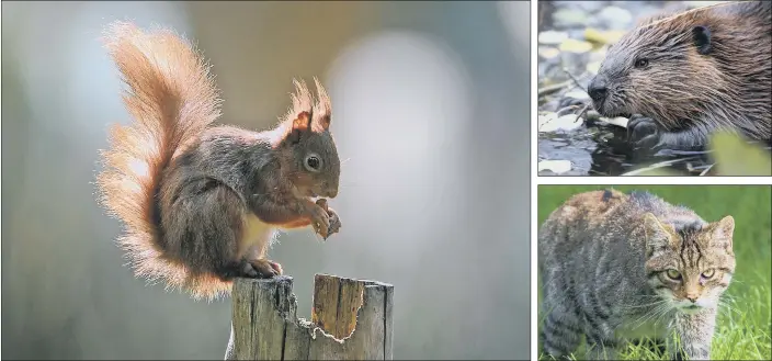  ?? MAIN PICTURE: TONY JOHNSON. ?? WILDLIFE WATCH: Red squirrels, beavers and Scottish wildcats are all among the native British mammal species that are facing threats to their survival unless action is taken to safeguard them.