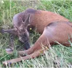  ?? ?? Finding a stag or buck with testes retained in the abdomen is rare but not unheard of