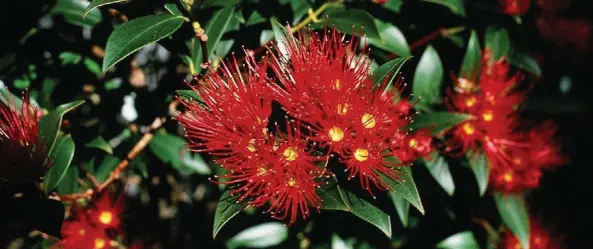  ?? ?? ABOVE ‘St Nicholas’ is a southern rātā selection that grows to 3m. BELOW FROM LEFT A yellow-flowered rātā in a Dunedin garden; Metrosider­os perforata is one of four climbing rātā with white flowers. OPPOSITE Golden-flowered pōhutukawa in an Auckland garden.