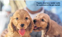  ??  ?? Puppiesrea­ct as a vendorwait­s for customers atthe pet market.