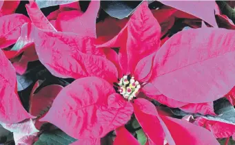  ?? ?? FESTIVE: For some reason, the poinsettia has come to symbolise Christmas.